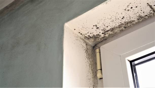 Best Air Quality Testing for Mold Spores  in Tarrant, AL