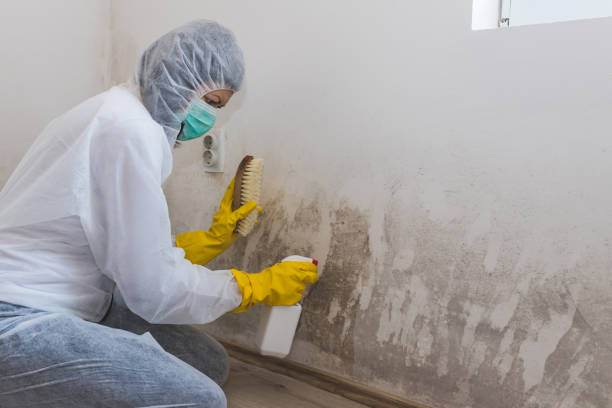 Best Mold Odor Removal Services  in Tarrant, AL