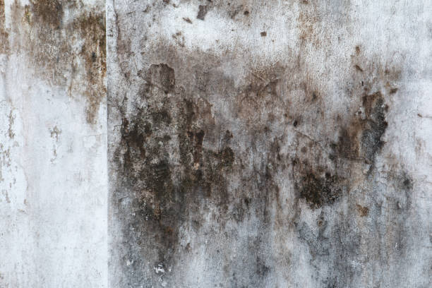 Tarrant, AL Mold Removal Company