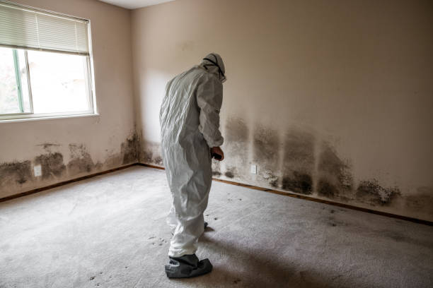 Best Crawl Space Mold Remediation  in Tarrant, AL