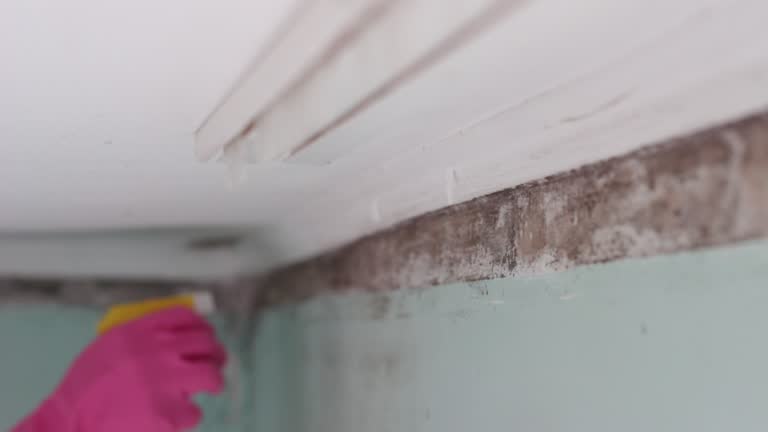 Best Real Estate Mold Inspection  in Tarrant, AL